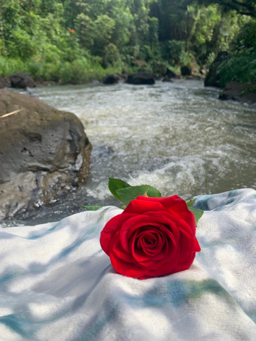 A red rose resting on a river rock