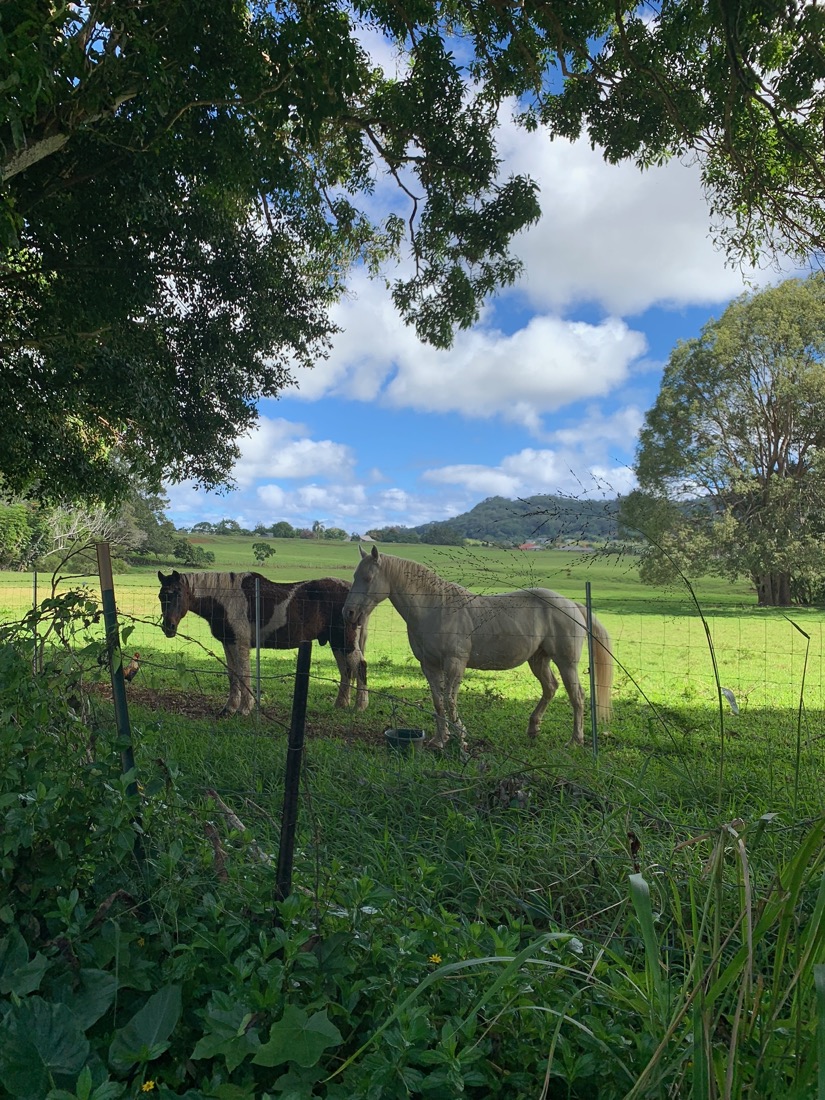 Horses grazing in a green pasture